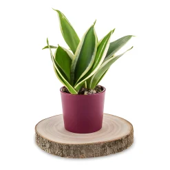 Untersetzer 'Baumscheibe', Ø ca. 15 cm